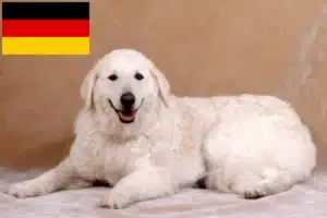 Read more about the article Kuvasz crescători și căței în Germania