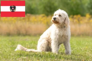 Read more about the article Labradoodle crescători și căței în Austria