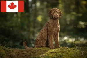 Read more about the article Labradoodle crescători și căței în Canada