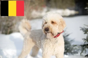 Read more about the article Labradoodle crescători și căței în Belgia