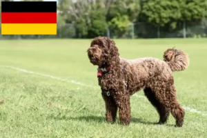 Read more about the article Labradoodle crescători și căței în Germania