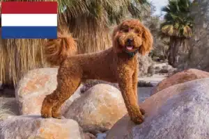 Read more about the article Labradoodle crescători și căței în Olanda