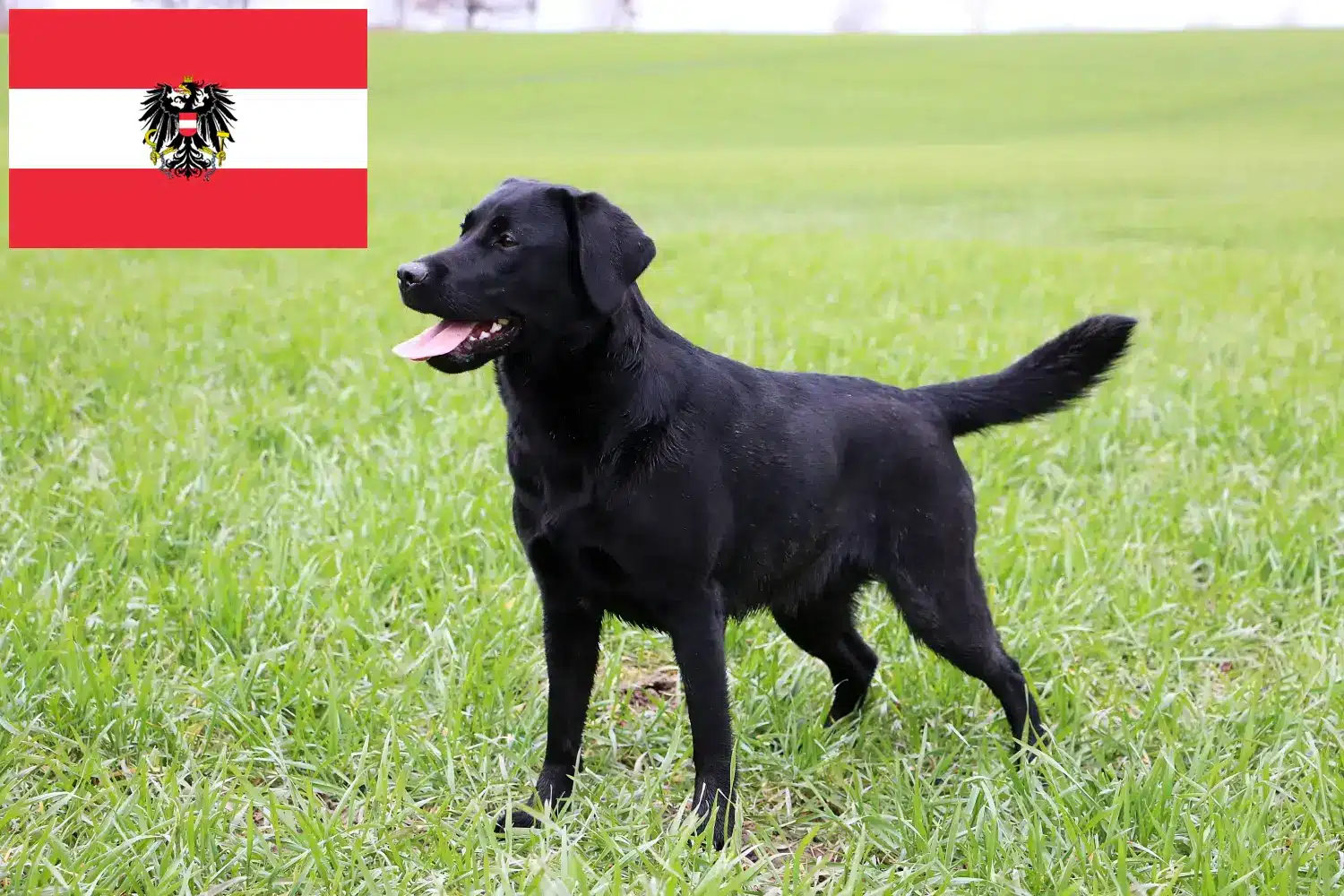 Read more about the article Labrador crescători și căței în Austria