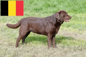 Read more about the article Labrador crescători și căței în Belgia