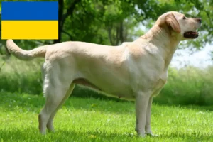 Read more about the article Labrador crescători și căței în Ucraina