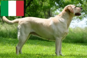 Read more about the article Labrador crescători și căței în Italia