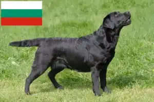 Read more about the article Labrador crescători și căței în Bulgaria