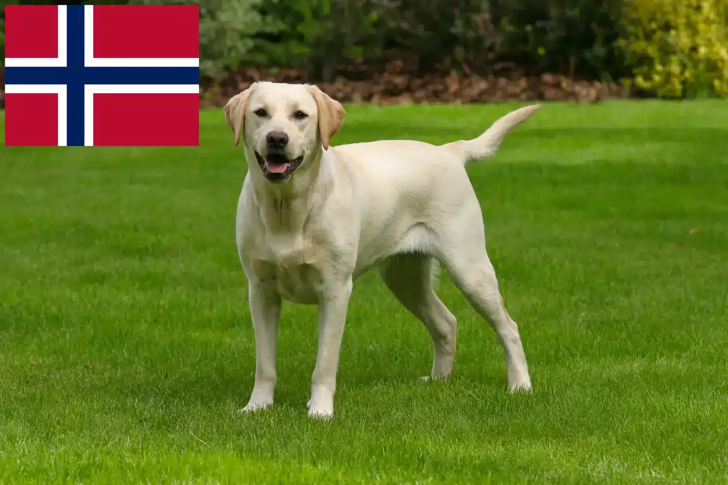 Read more about the article Labrador crescători și căței în Norvegia