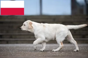 Read more about the article Labrador crescători și căței în Polonia