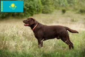 Read more about the article Labrador crescători și căței în Kazahstan