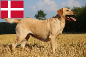 Read more about the article Labrador crescători și căței în Danemarca