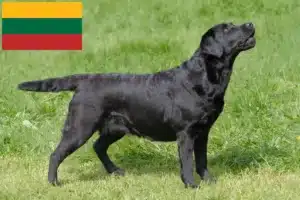 Read more about the article Labrador crescători și căței în Lituania