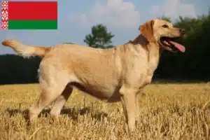 Read more about the article Labrador crescători și căței în Belarus