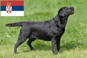 Read more about the article Labrador crescători și căței în Serbia