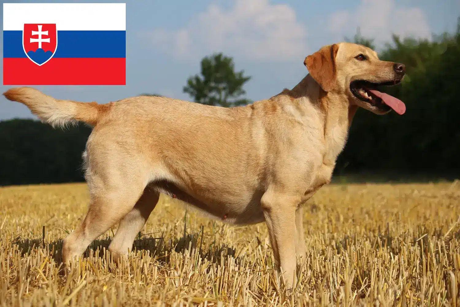 Read more about the article Labrador crescători și căței în Slovacia