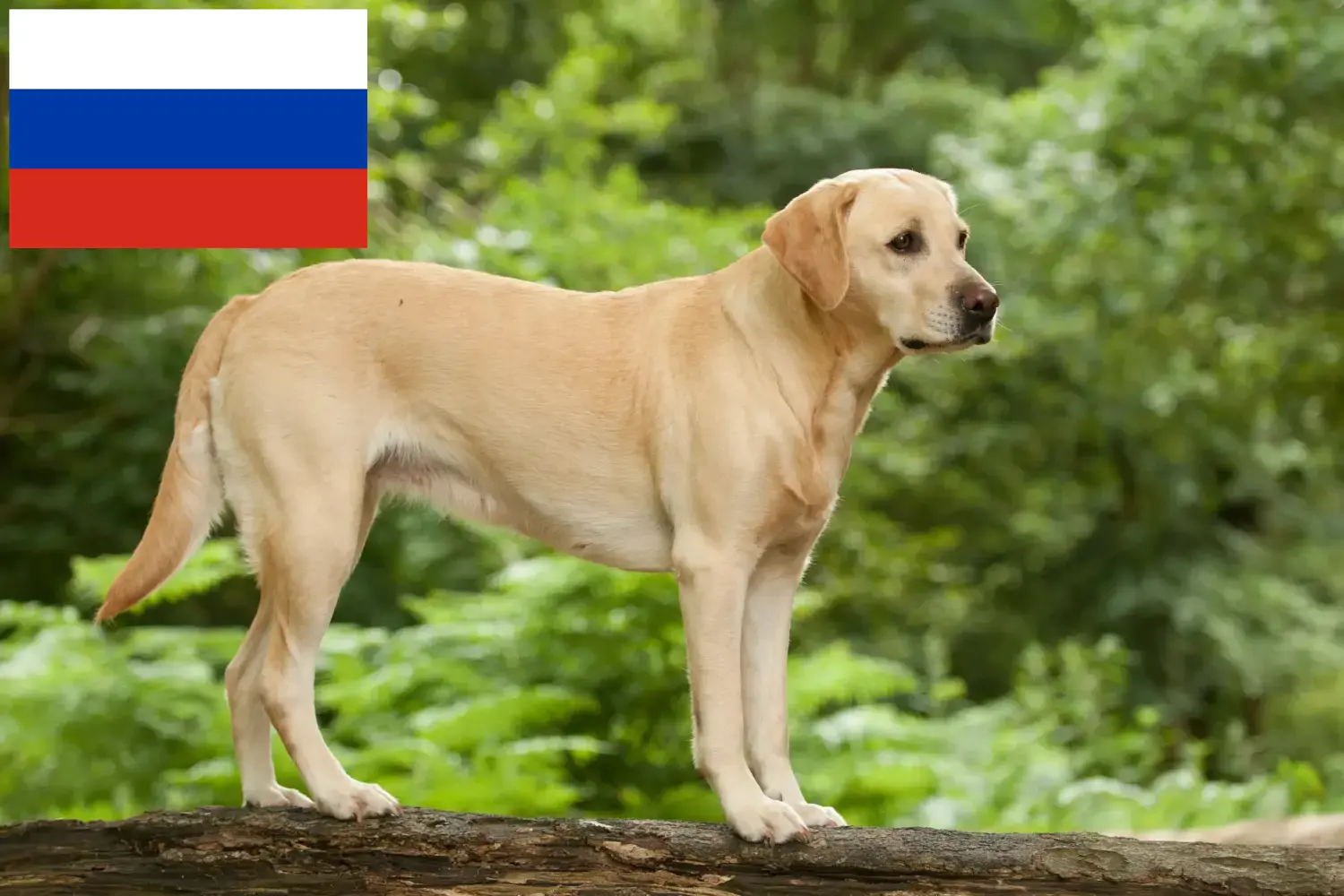 Read more about the article Labrador crescători și căței în Rusia