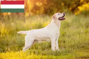 Read more about the article Labrador crescători și căței în Ungaria