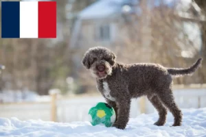 Read more about the article Lagotto Romagnolo crescători și căței în Franța