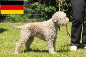 Read more about the article Lagotto Romagnolo crescători și căței în Germania