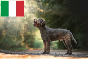 Read more about the article Lagotto Romagnolo crescători și căței în Italia