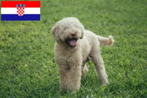 Read more about the article Lagotto Romagnolo crescători și căței în Croația