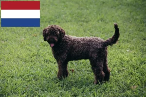 Read more about the article Lagotto Romagnolo crescători și căței în Olanda