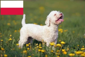 Read more about the article Lagotto Romagnolo crescători și căței în Polonia