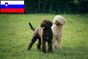 Read more about the article Lagotto Romagnolo crescători și căței în Slovenia