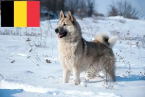 Read more about the article Laika crescători și căței în Belgia