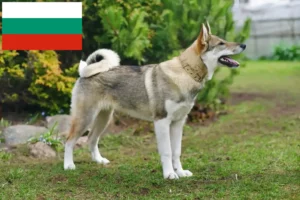 Read more about the article Laika crescători și căței în Bulgaria