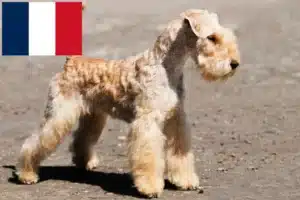 Read more about the article Lakeland Terrier crescători și căței în Franța