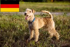 Read more about the article Lakeland Terrier crescători și căței în Germania