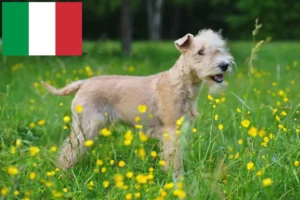 Read more about the article Lakeland Terrier crescători și căței în Italia