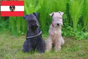 Read more about the article Lakeland Terrier crescători și căței în Austria