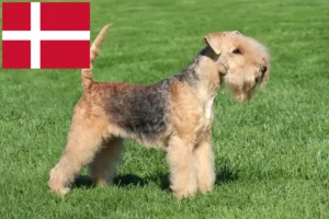 Read more about the article Lakeland Terrier crescători și căței în Danemarca