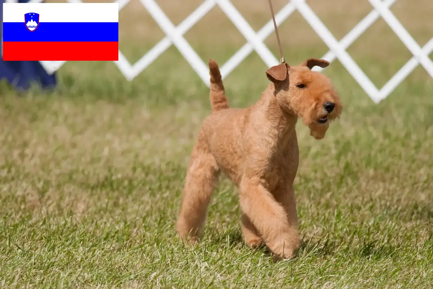 Read more about the article Lakeland Terrier crescători și căței în Slovenia