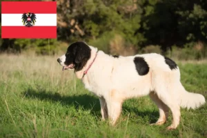 Read more about the article Landseer crescători și căței în Austria