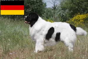 Read more about the article Landseer crescători și căței în Germania