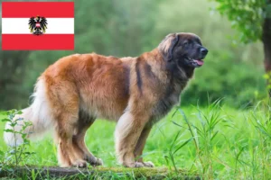 Read more about the article Crescători și căței Leonberger în Austria