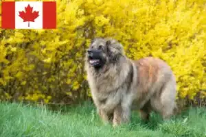 Read more about the article Leonberger crescători și căței în Canada