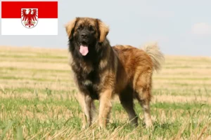 Read more about the article Crescători și căței Leonberger în Brandenburg