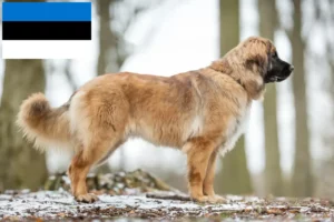 Read more about the article Crescători și căței Leonberger în Estonia