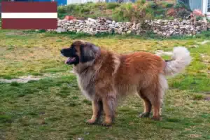 Read more about the article Crescători și căței Leonberger în Letonia