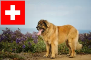 Read more about the article Crescători și căței Leonberger în Elveția