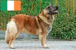 Read more about the article Leonberger crescători și căței în Irlanda