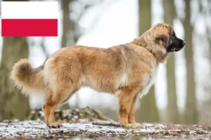 Read more about the article Leonberger crescători și căței în Polonia