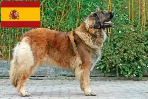 Read more about the article Leonberger crescători și căței în Spania