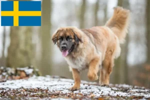 Read more about the article Leonberger crescători și căței în Suedia