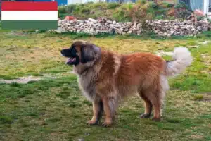 Read more about the article Crescători și căței Leonberger în Ungaria