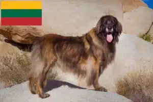 Read more about the article Crescători și căței Leonberger în Lituania